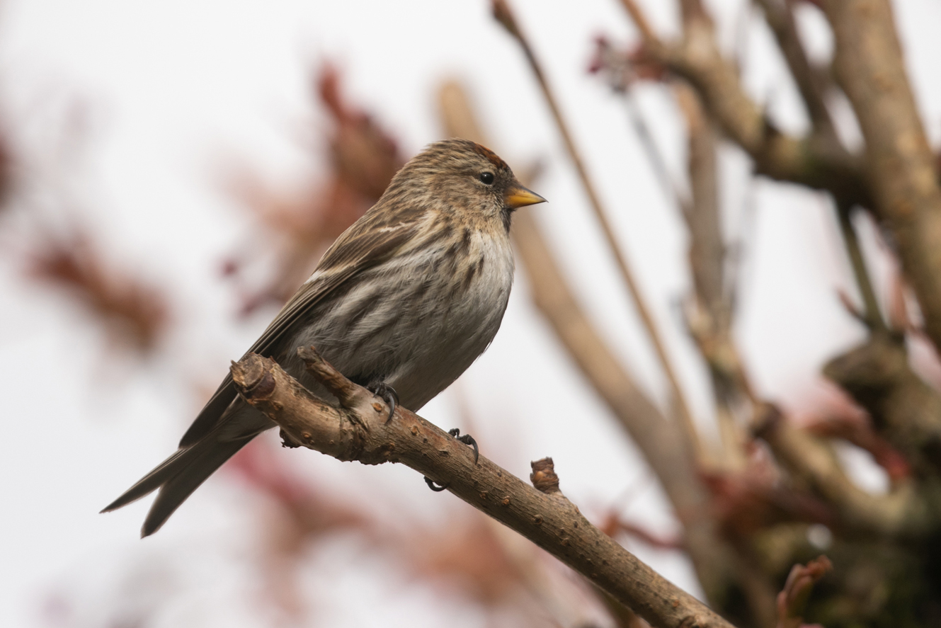 1Lesser Redpoll