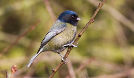 black tit