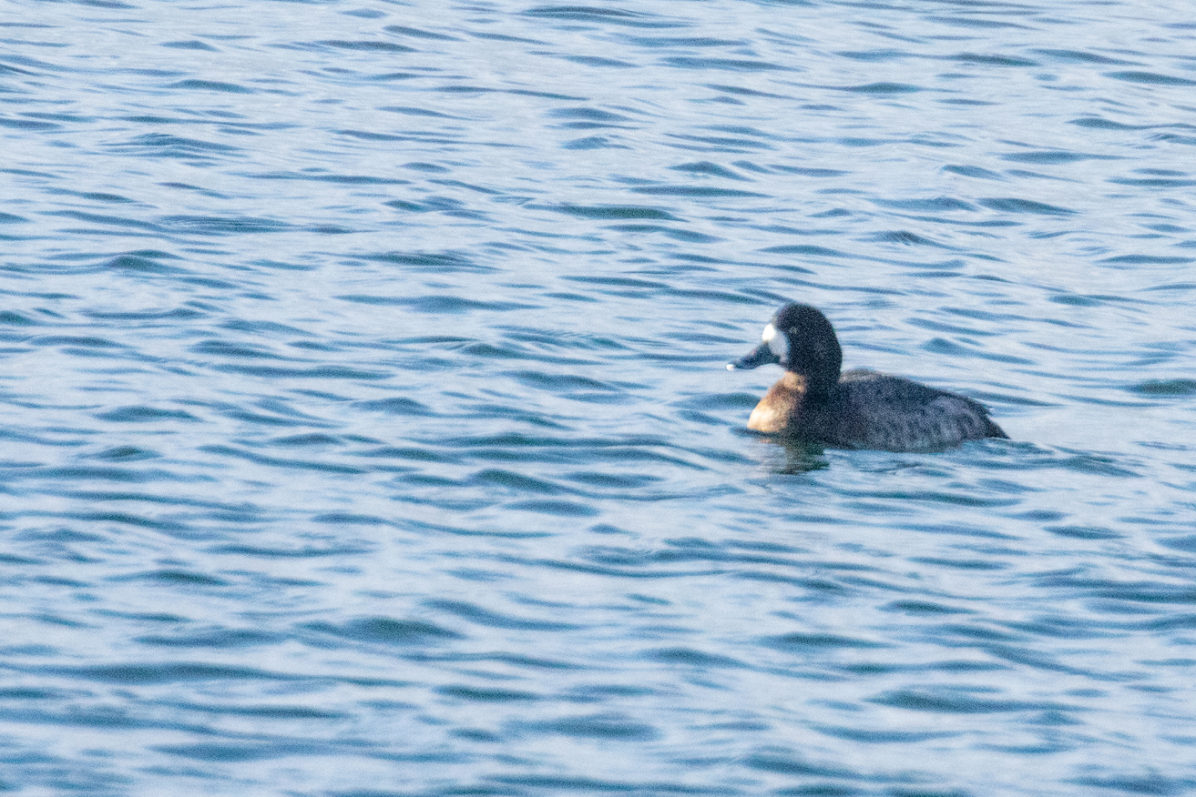 GreaterScaup30 11 23 0708
