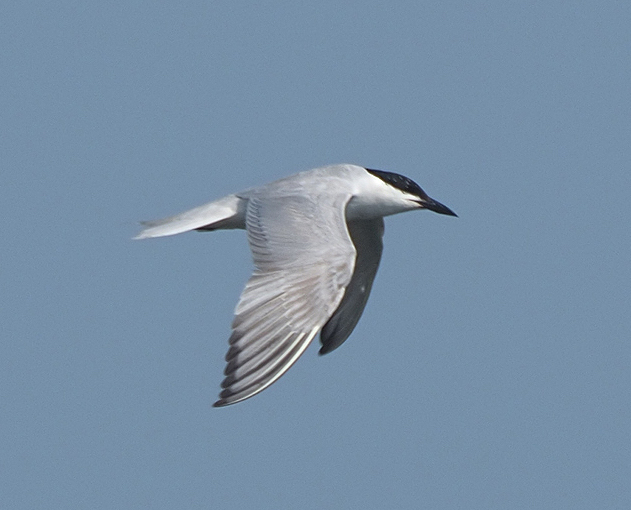 Gull billed Tern 3