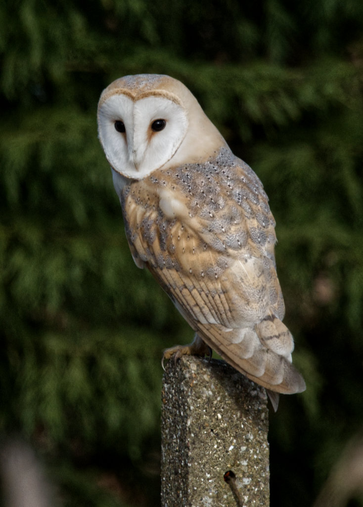 20210225-barn-owl2.jpg