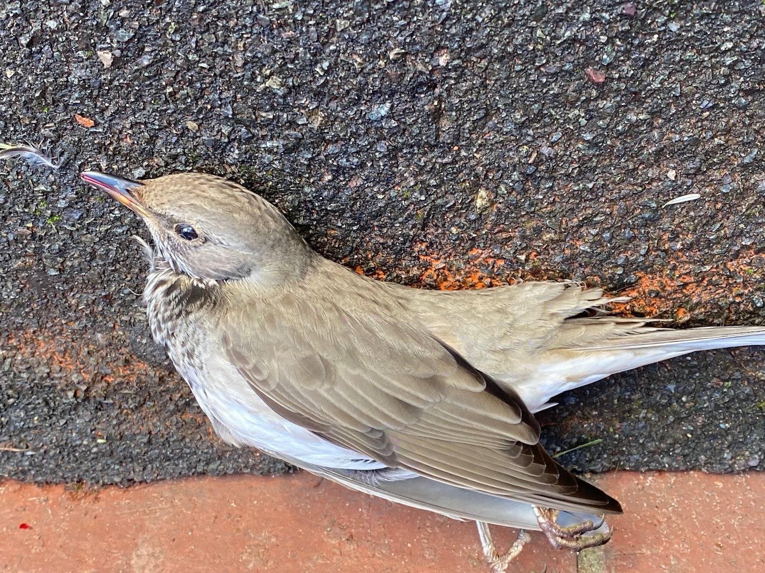 BlackThroatedThrush1 040122 Lincoln