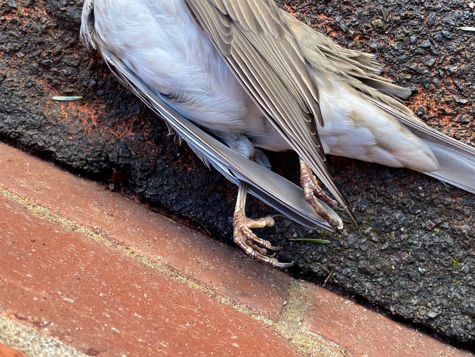 BlackThroatedThrush2 040122 Lincoln