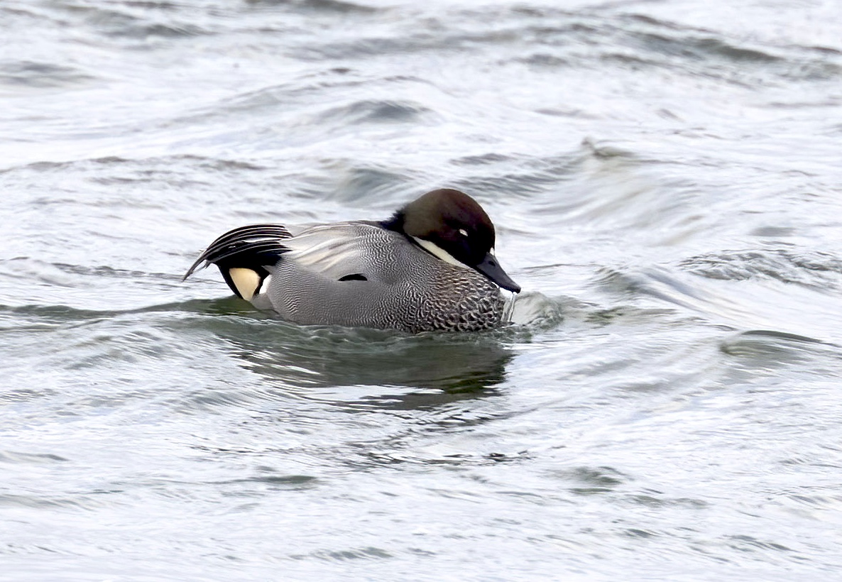 Falcated Duck1 260123 Covenham GPC