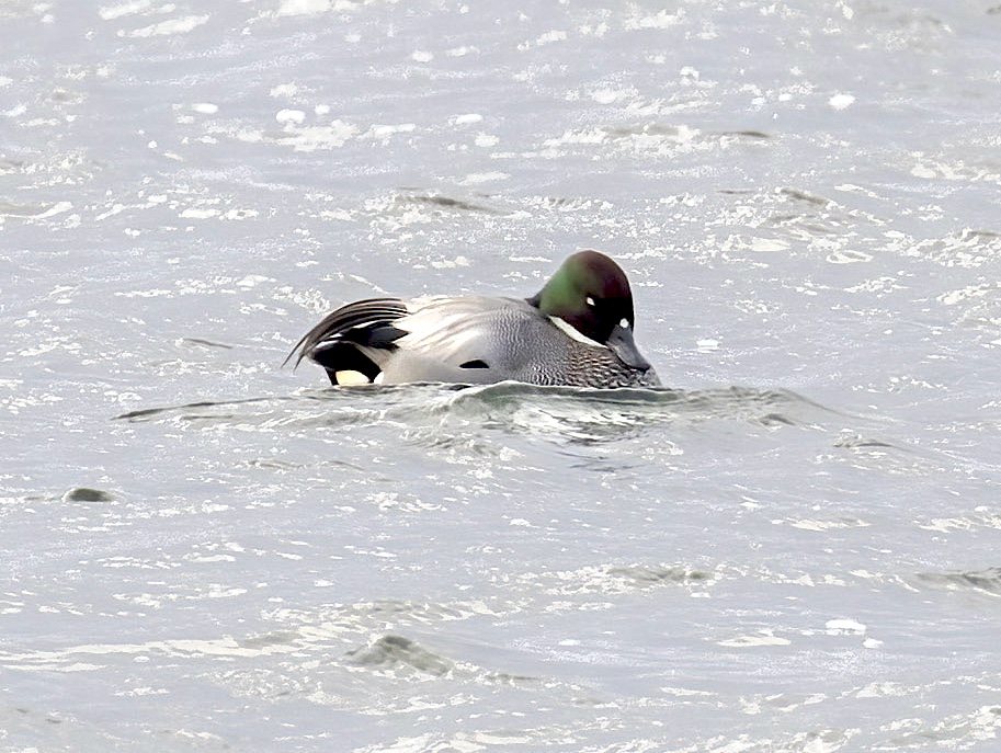 Falcated Duck2 260123 Covenham GPC