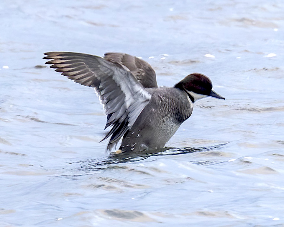 Falcated Duck3 260123 Covenham GPC