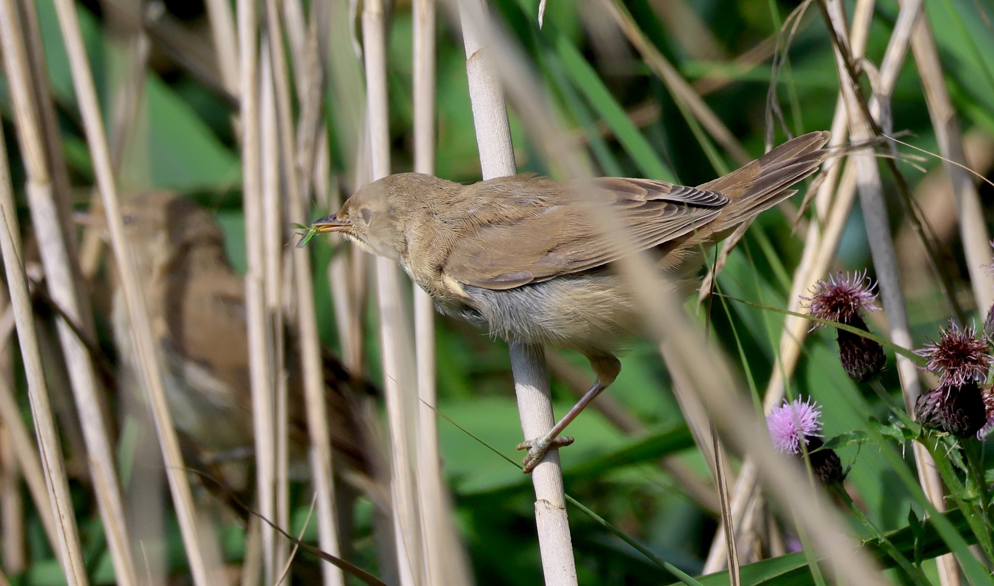 MarshWarbler 2Juvs Selffeed260723 JS