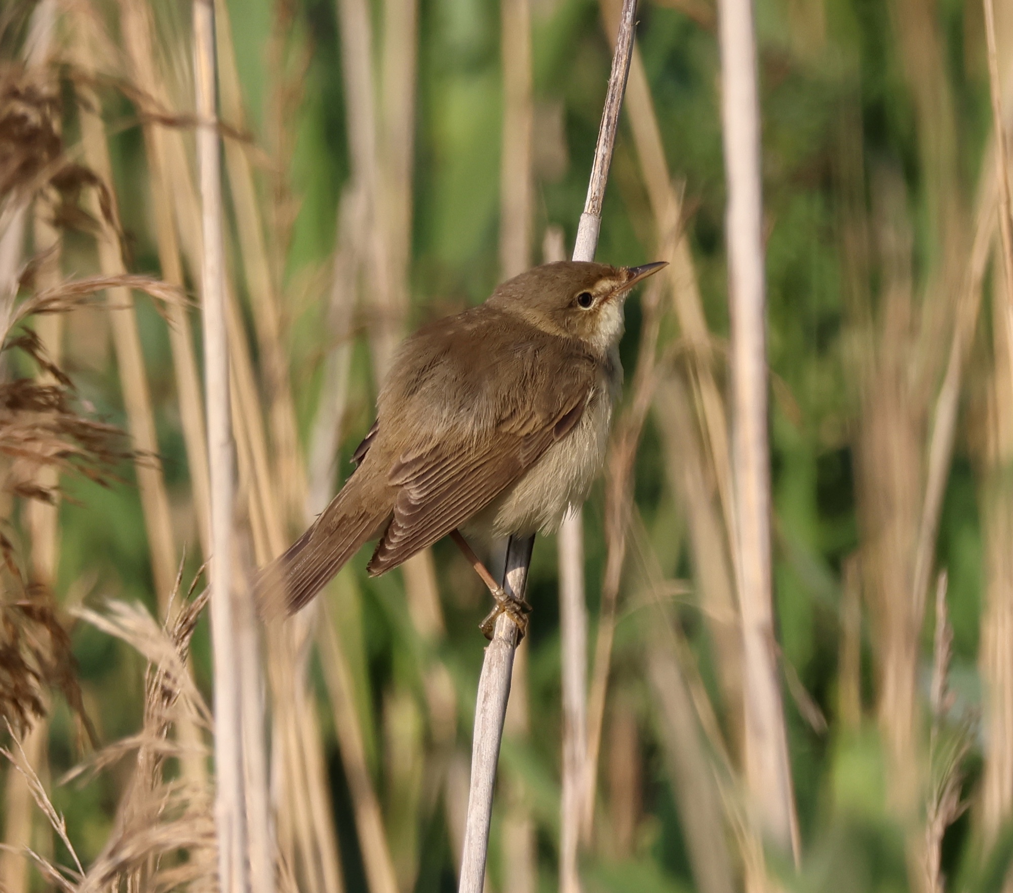 MarshWarbler Display 130623 C6M JS