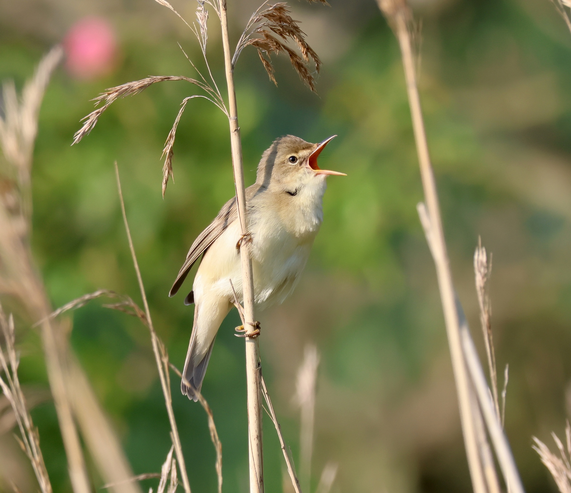 MarshWarbler Song 100623 JS