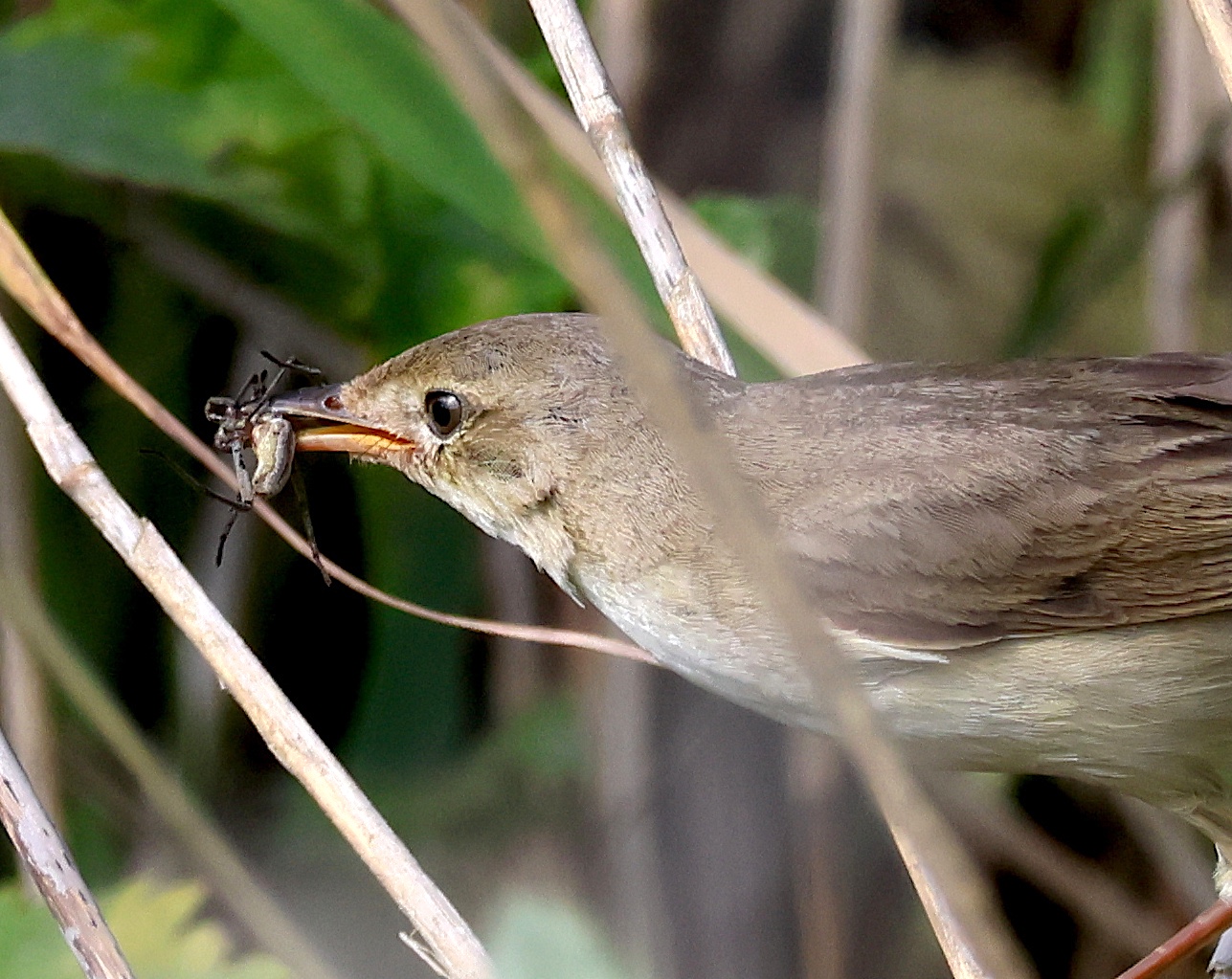 MarshWarbler food1 C6M JS