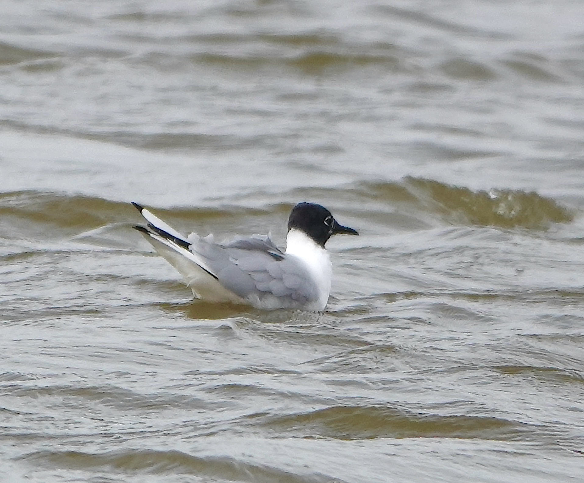 BonapartesGull Edit2 130424 Frampton PAH