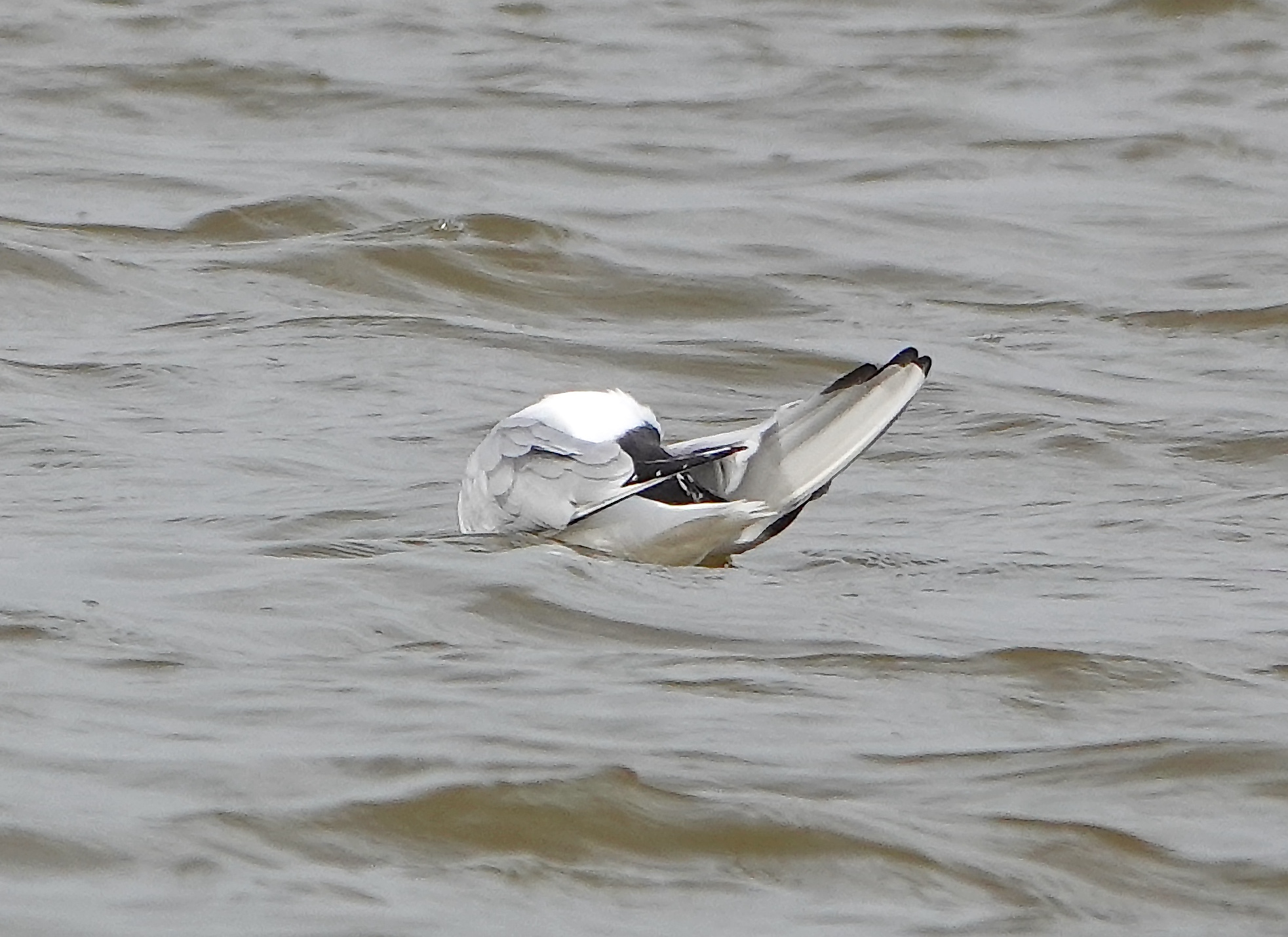 BonapartesGull Preening4 130424 Frampton 1