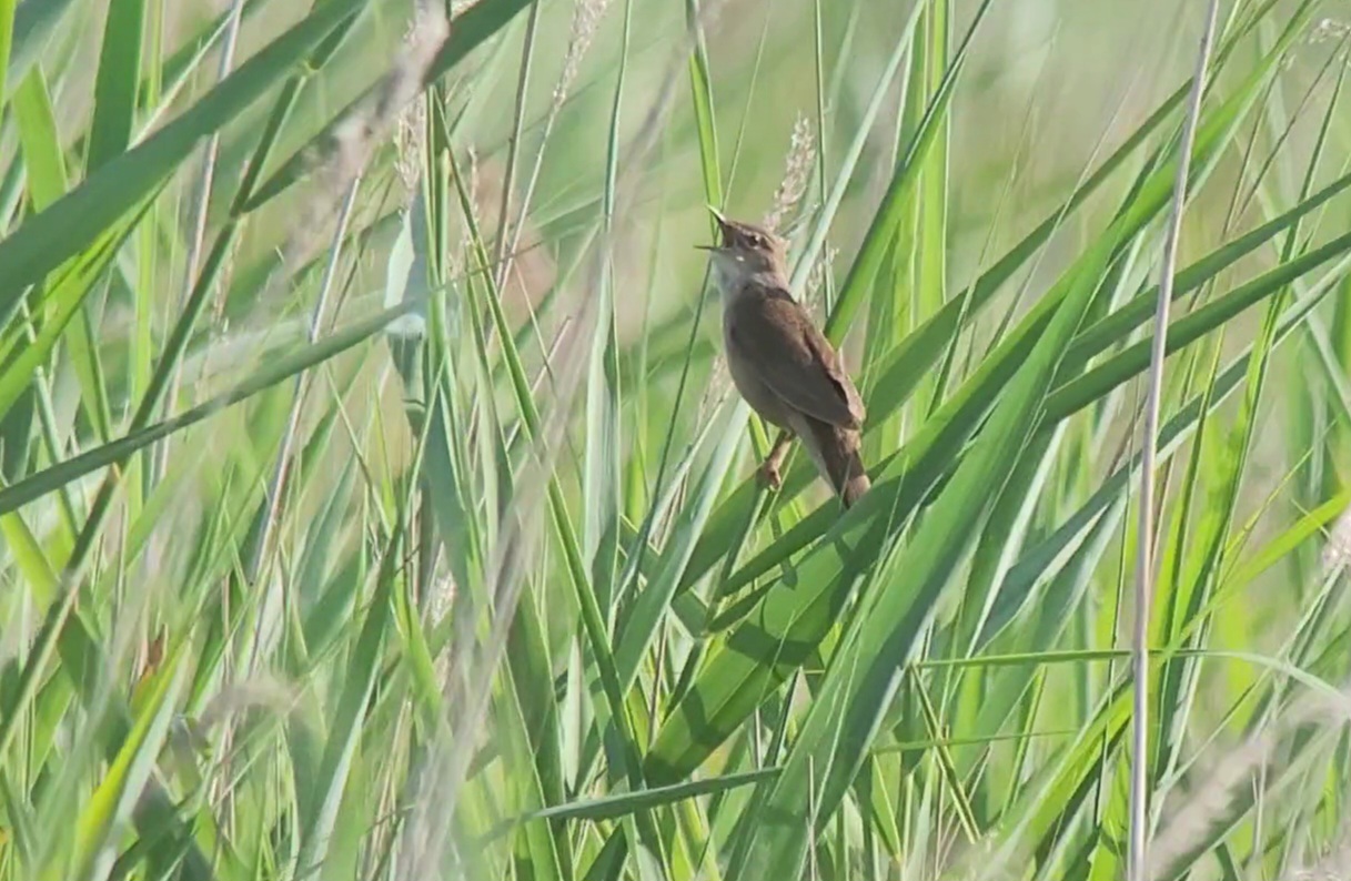 Savis Warbler 04.07.25