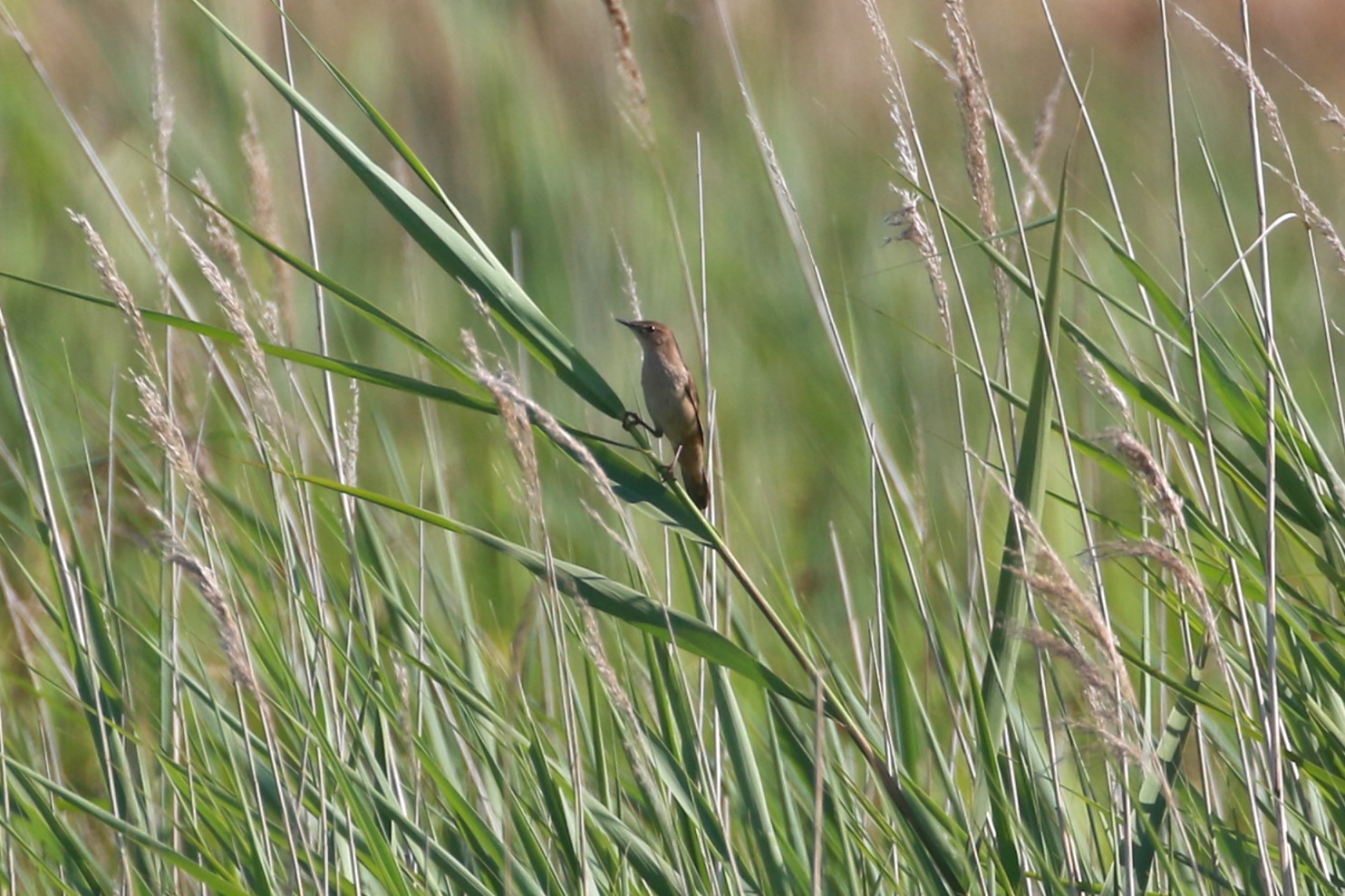 Savis Warbler 19.06.25 1