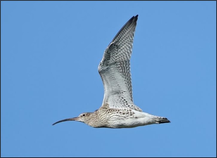 Dynamic Content Image