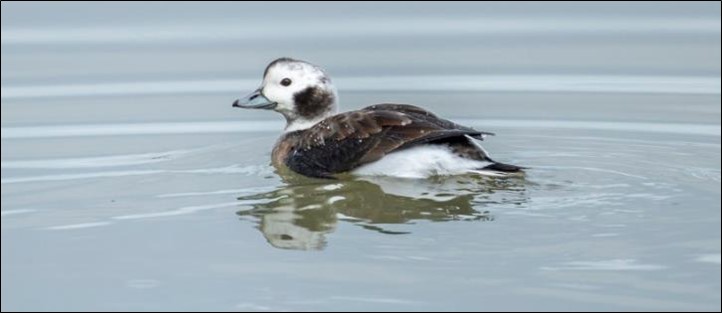 Dynamic Content Image