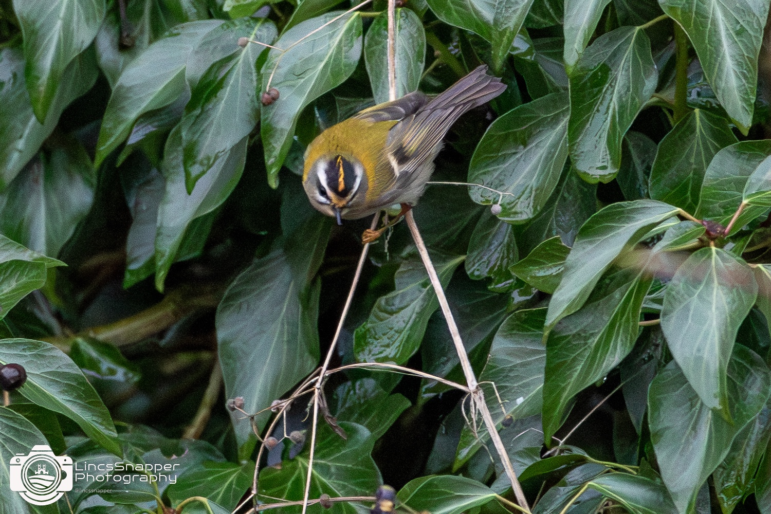 3c2c2818 8daf 415c b02d e1f68b27b83a