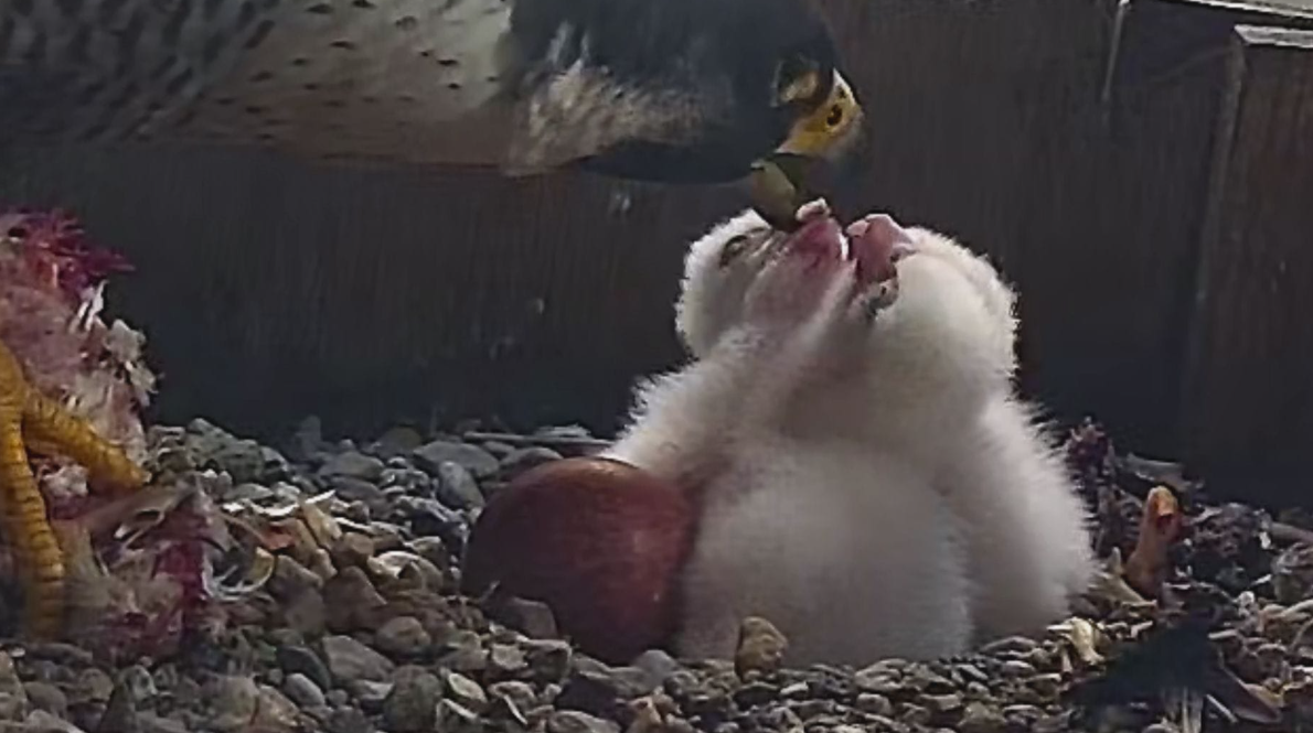 3rd_chick_6th_may.png