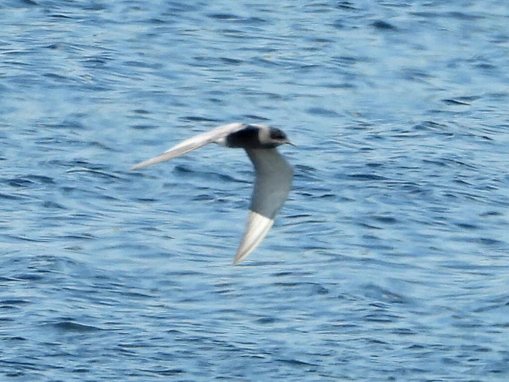 Black Tern