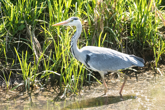 Heron1D0A3092