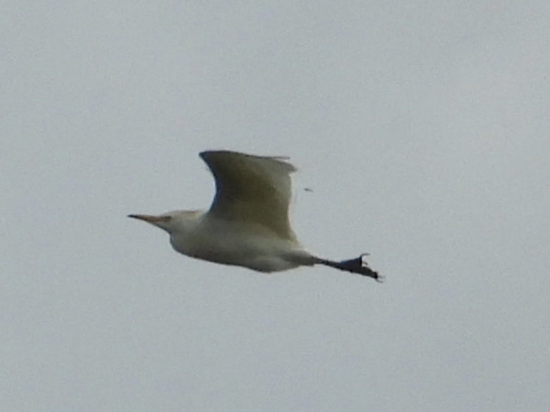 cattle Egret