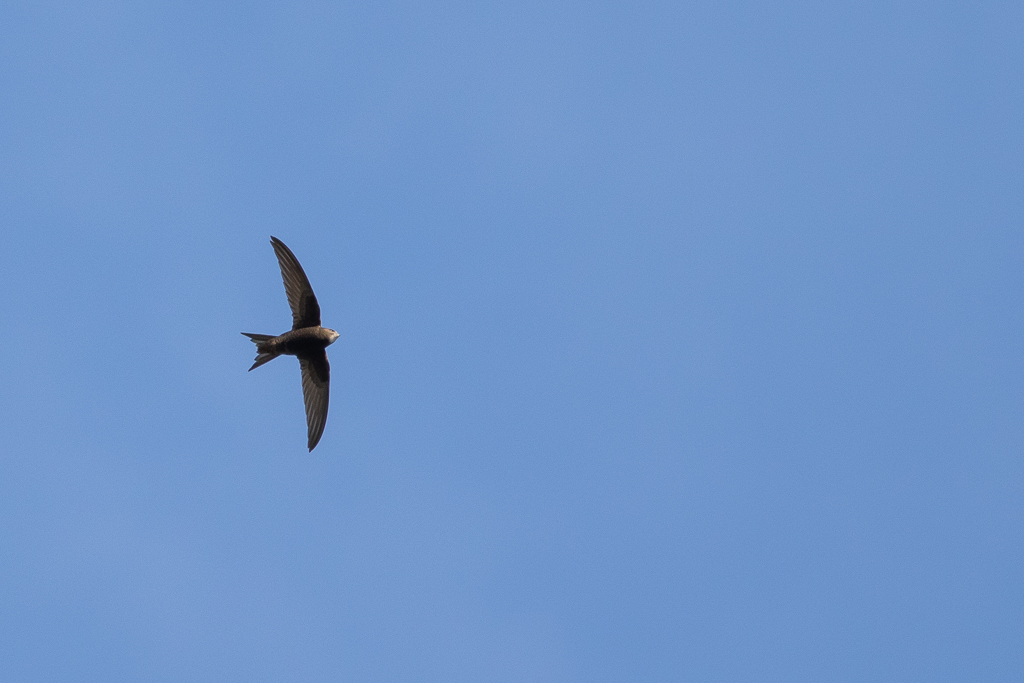 common swift