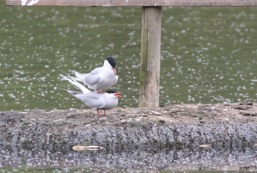 resizedCommon Tern1D0A3206