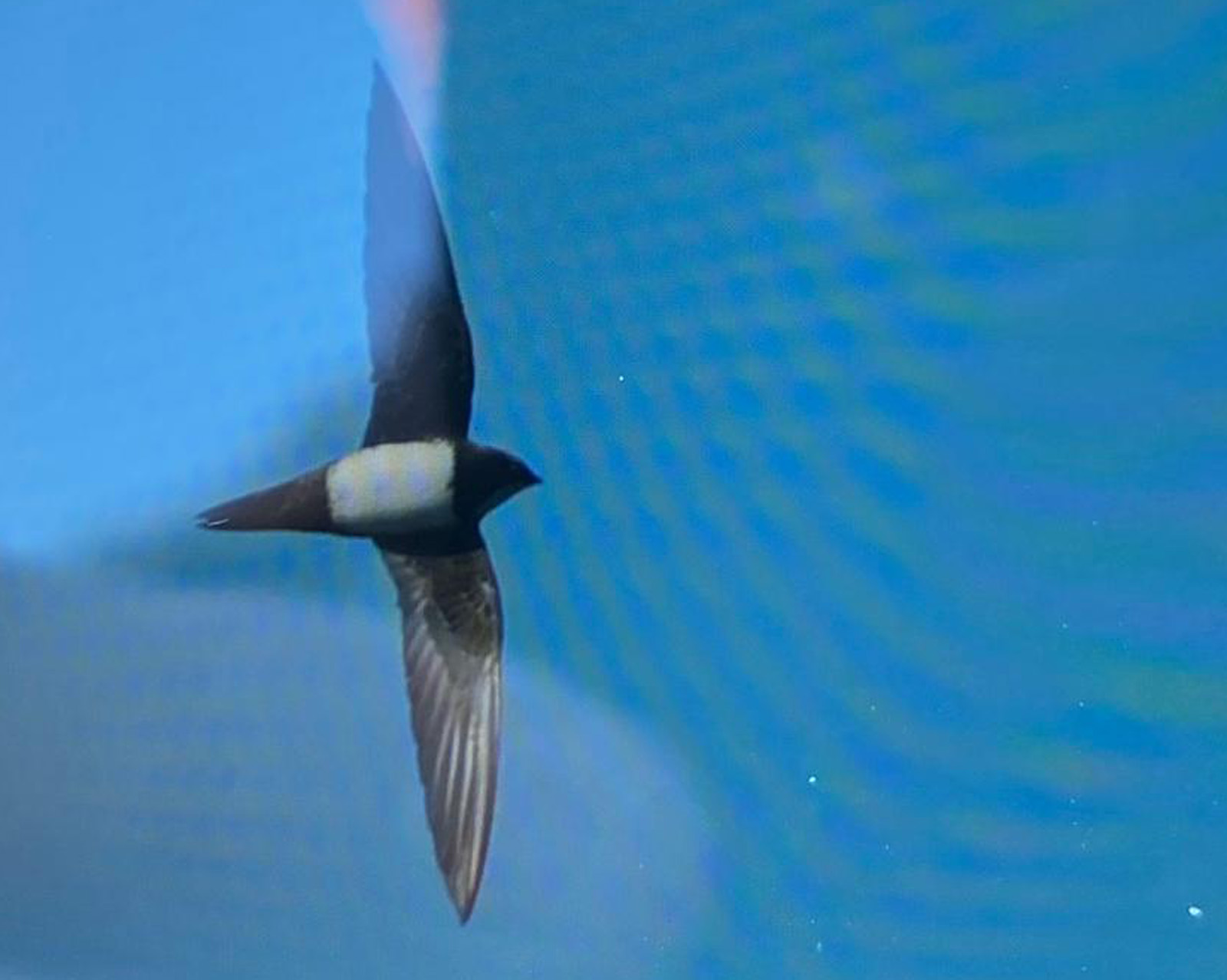 Alpine Swift