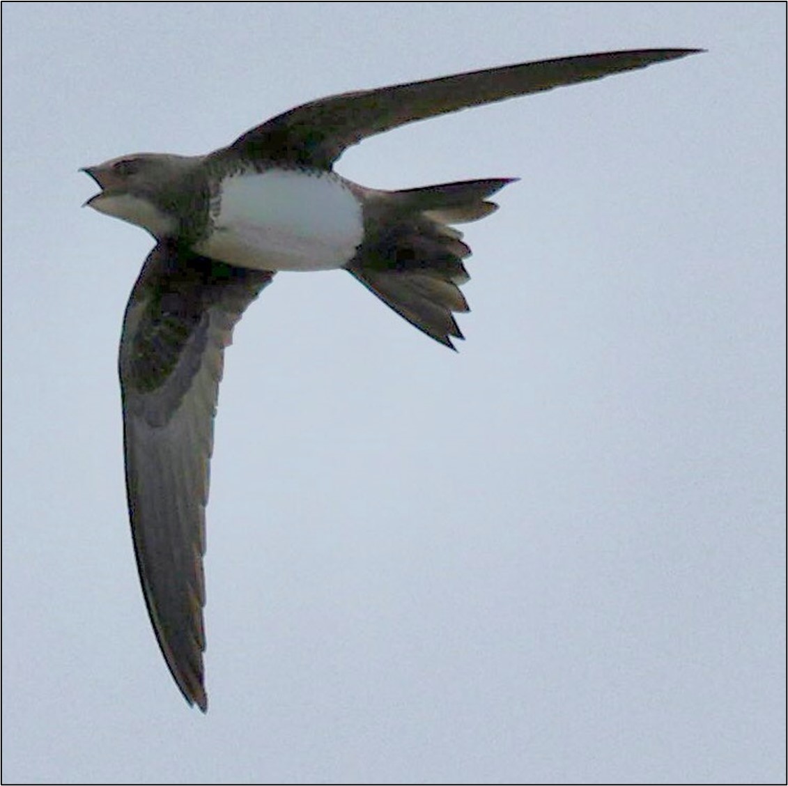 Alpineswift