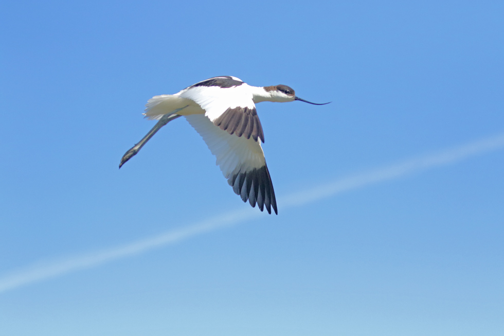 Avocet1D0A3591