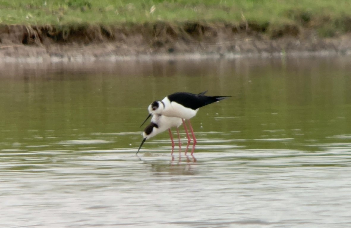 BW Stilts at Frampton. Josh Fusiara. Medium