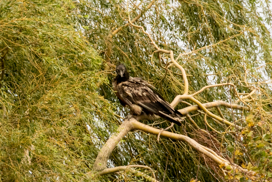 Bearded VultureLammergeier08 10 20 1882