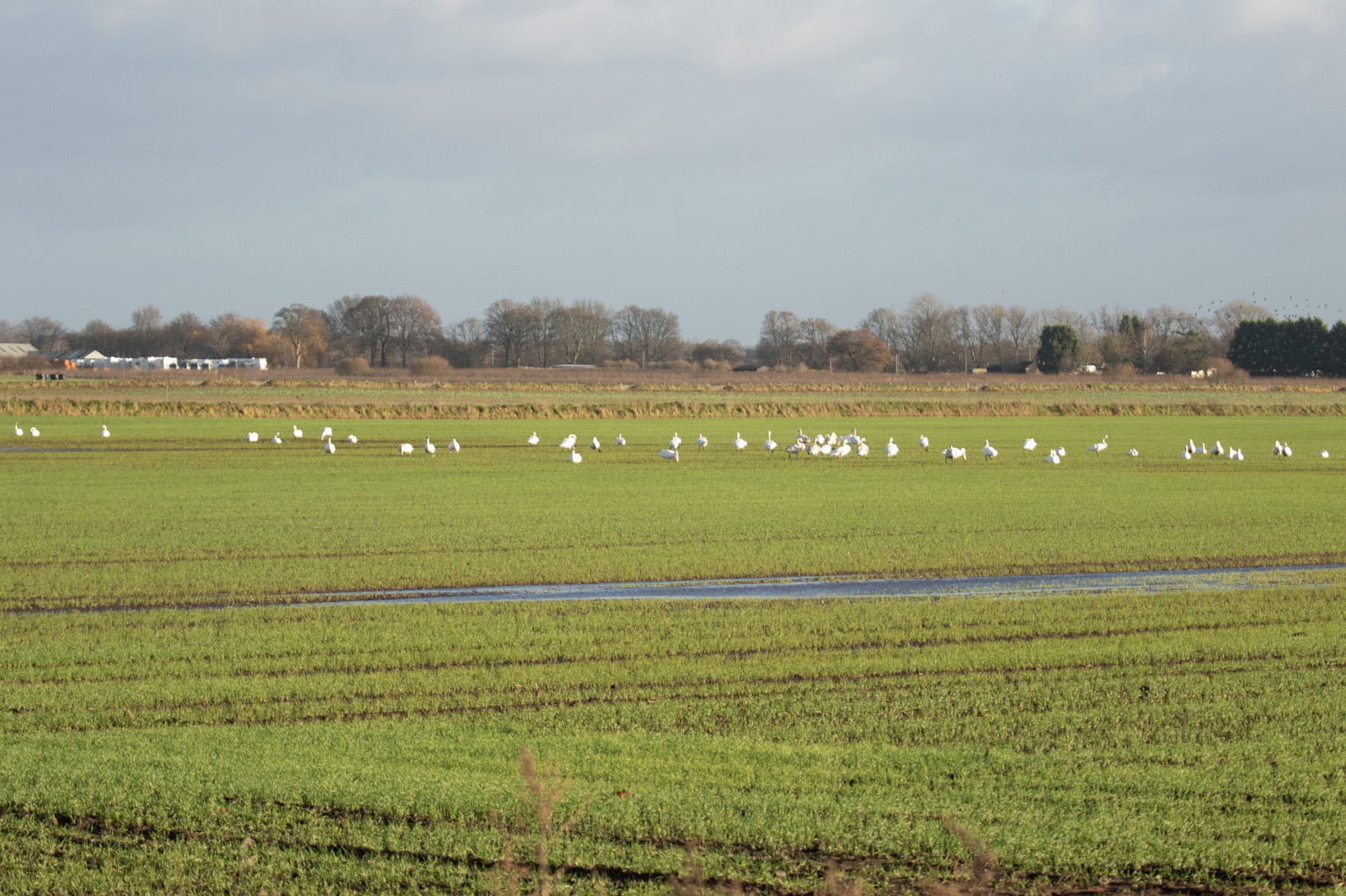 Bewick and Whooper04 01 23 4591