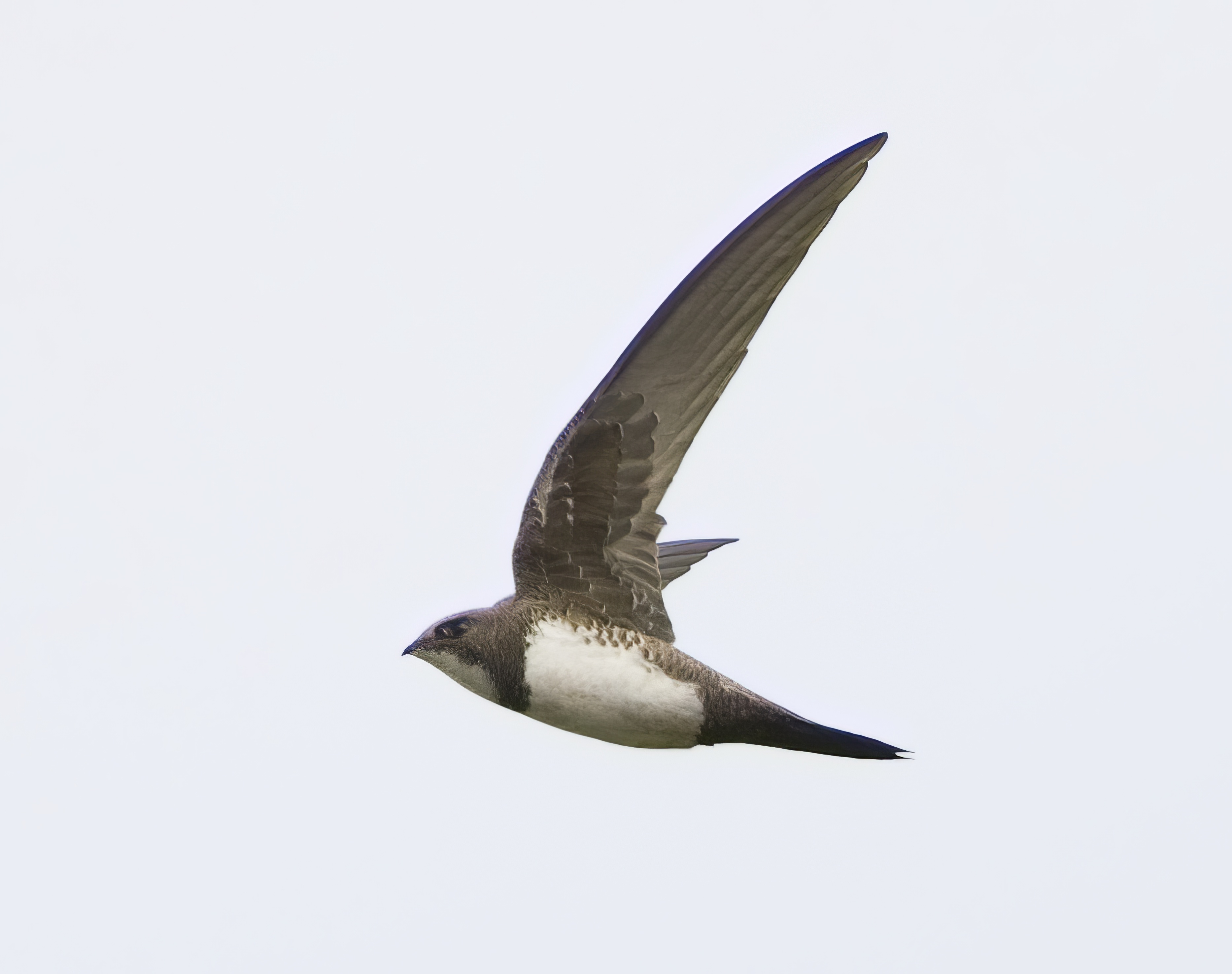 AlpineSwift1 020509 Barton GPCatley topaz enhance