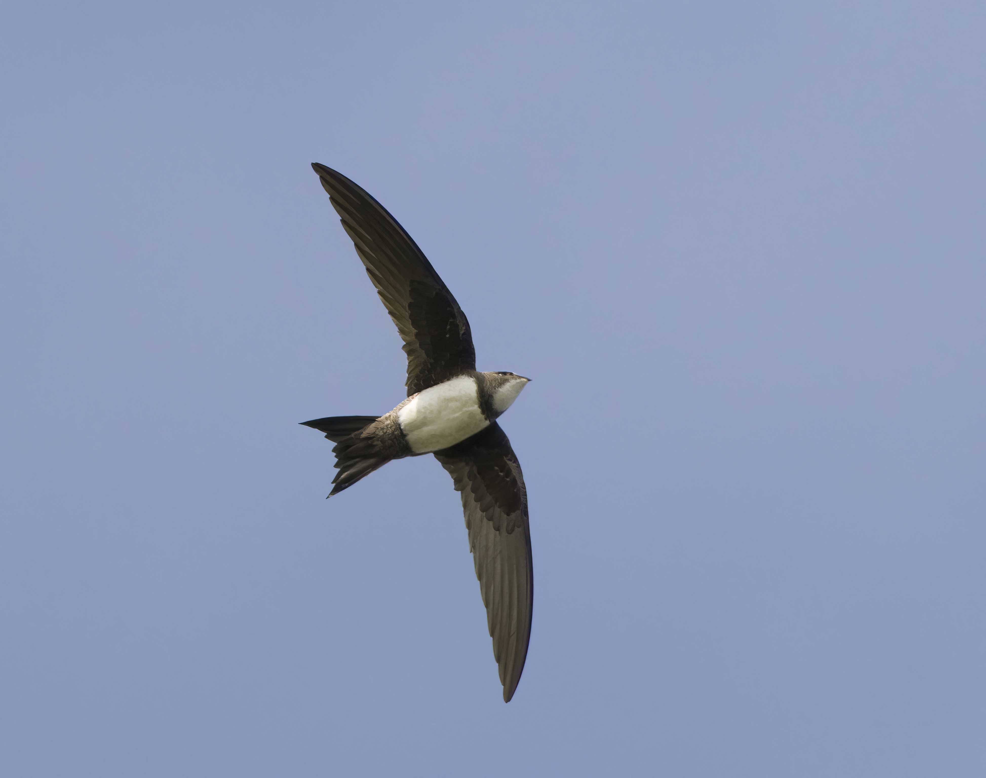 AlpineSwift2 020509 BartonGPCatley topaz enhance