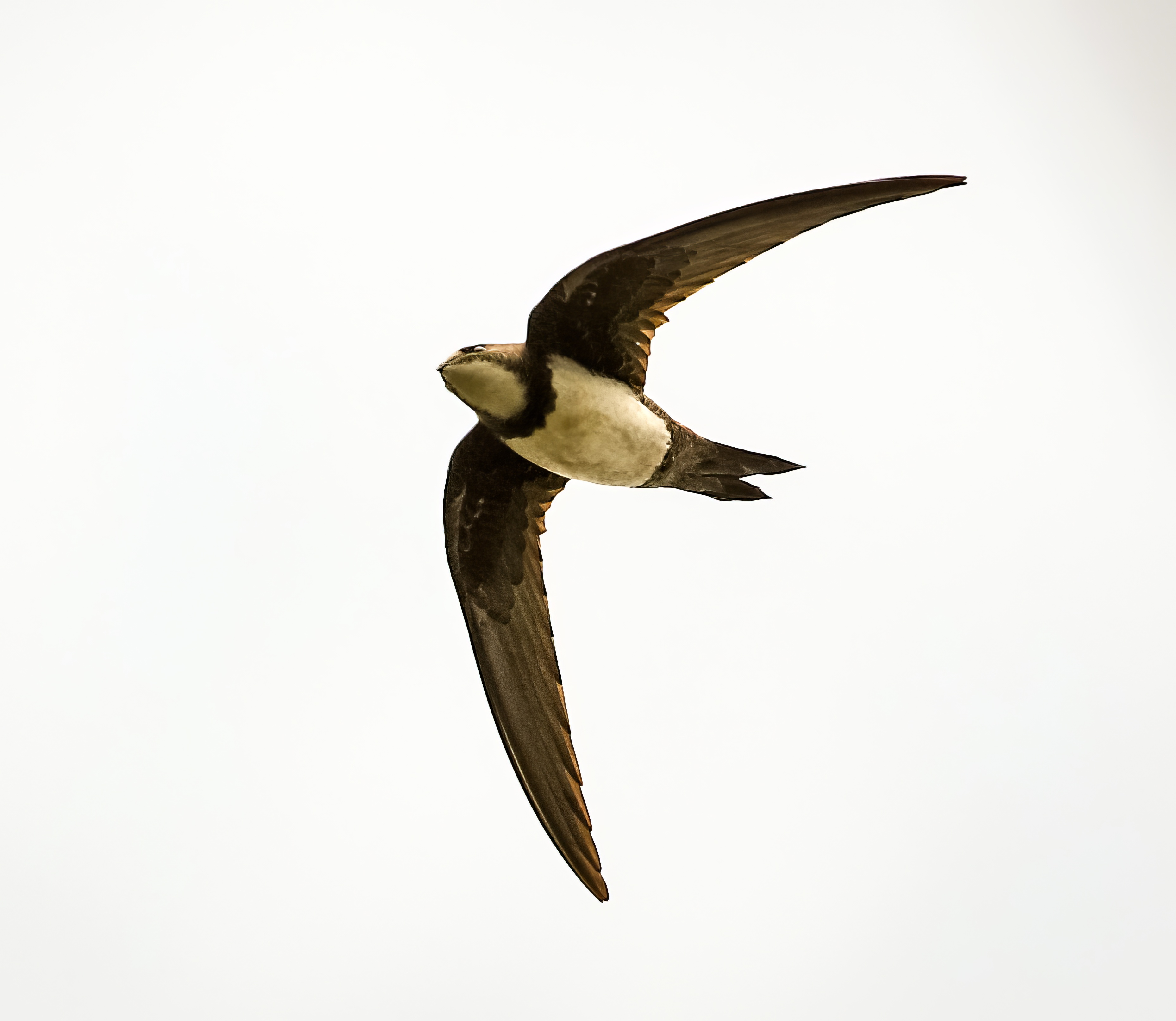 AlpineSwift 010509 Barton JRClarkson topaz enhance