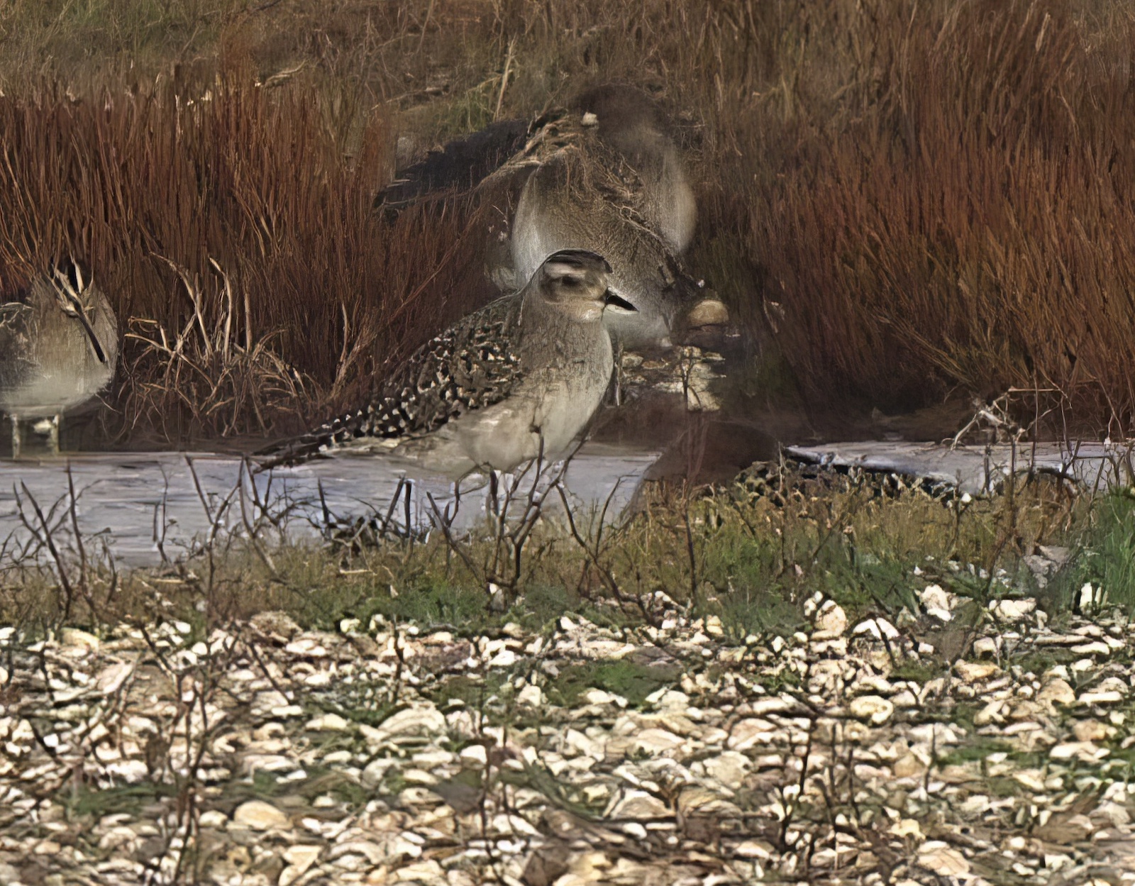 AmericanGoldenPlover 011110 Freiston RHarvey topaz enhance