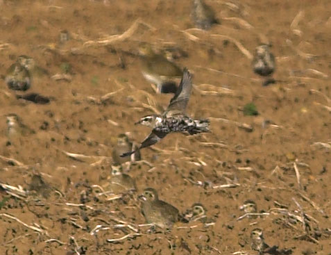 AmericanGoldenPlover 070907 EastButterwick GPCatley