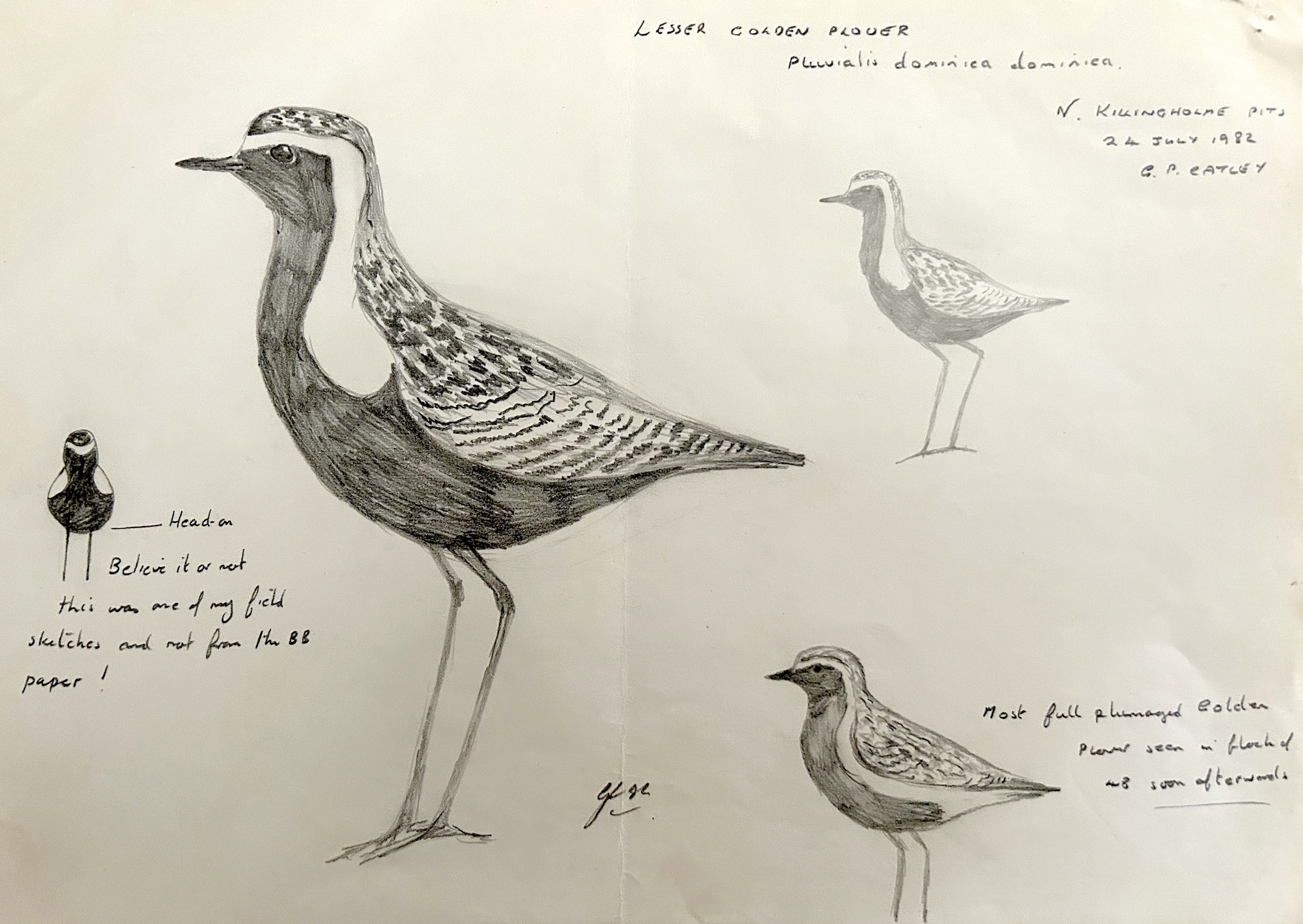 AmericanGoldenPlover 240782 NthKillingholme GPCatley