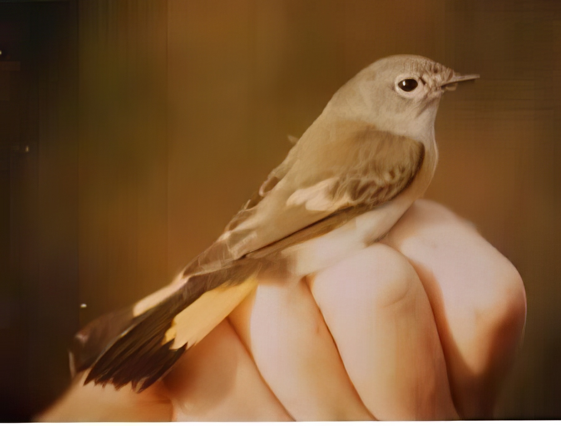 AmericanRedstart GPBO Nov1982 MikeWhiteside topaz enhance