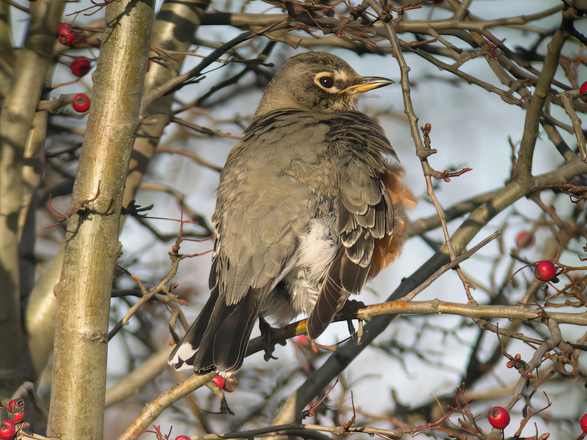 AmericanRobin2 040104 Grimsby RoyHarvey topaz enhance