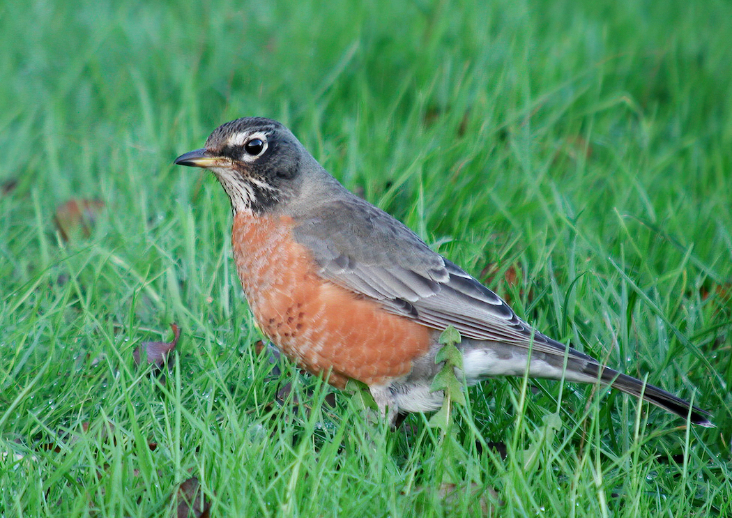 AmericanRobin Pyewipe January 2004 GPCatley