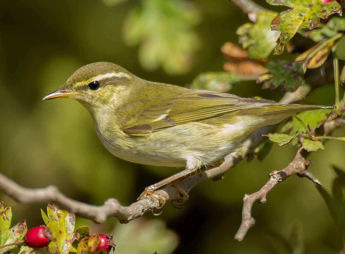 ArcticWarbler 121014 DonnaNook MDJohnson