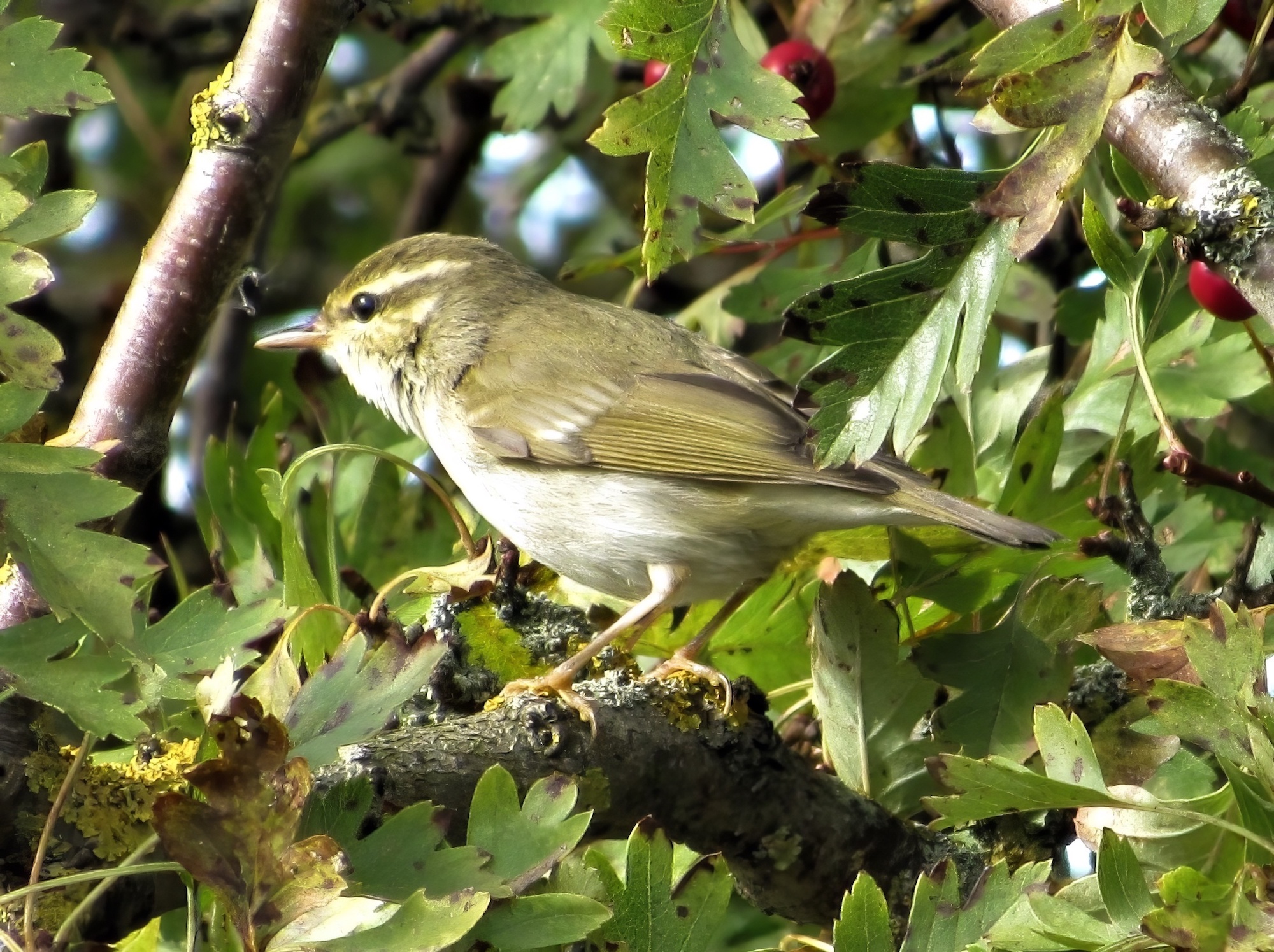 Arctic Warbler 111018GibPoint BenWard topaz enhance