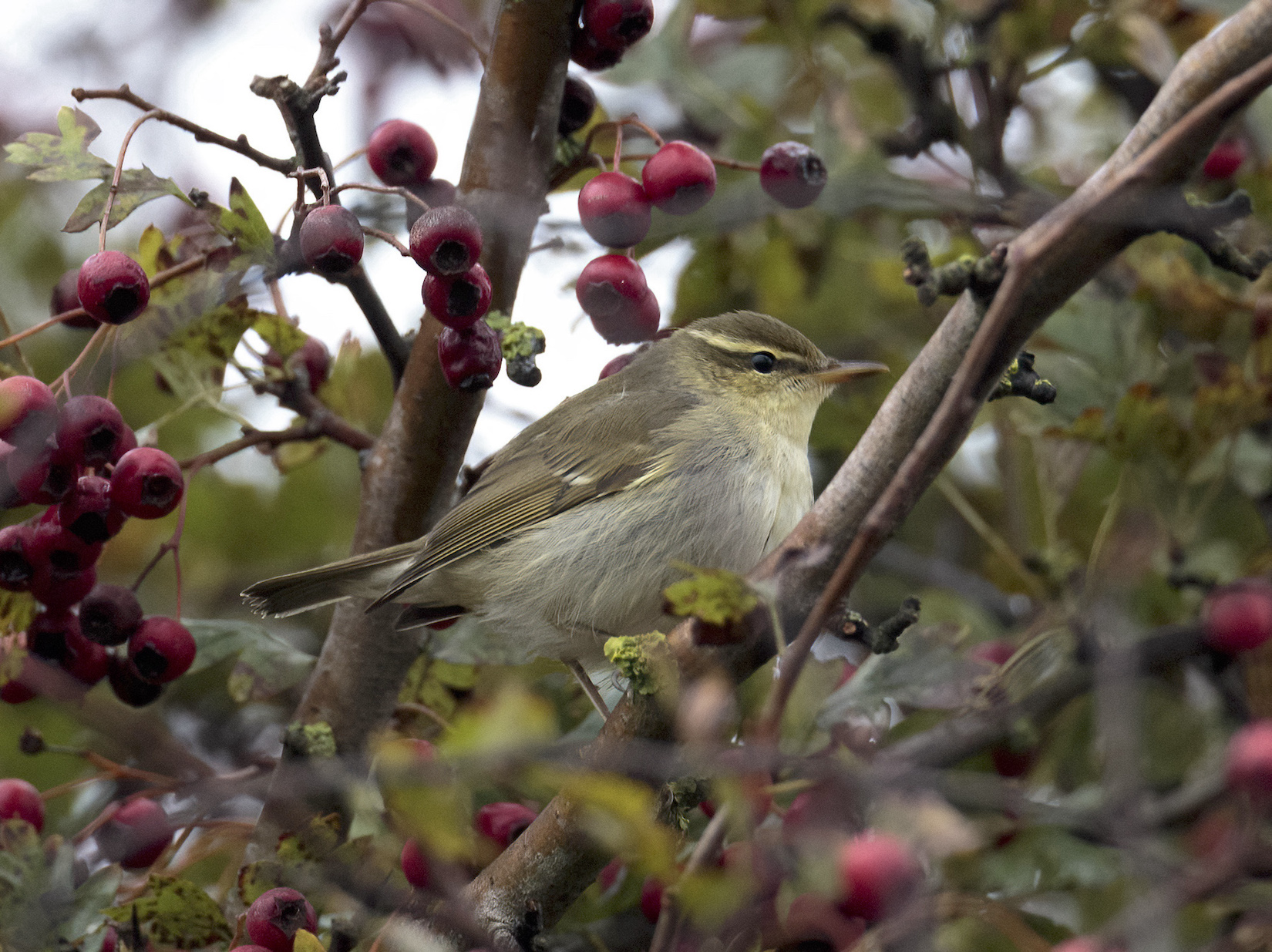 Arctic Warbler Donna Nook October 2014 G P Catley