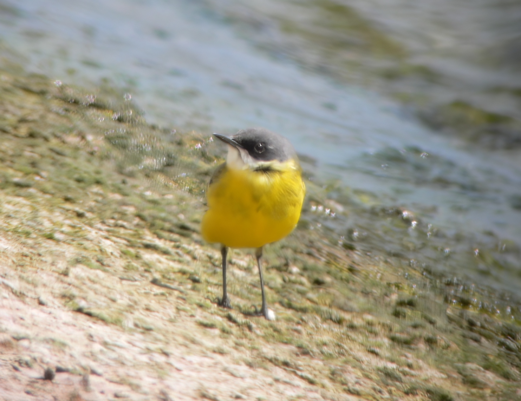 AshyHeadedWagtail1 130406 CovenhamRes RussHayes topaz denoise sharpen