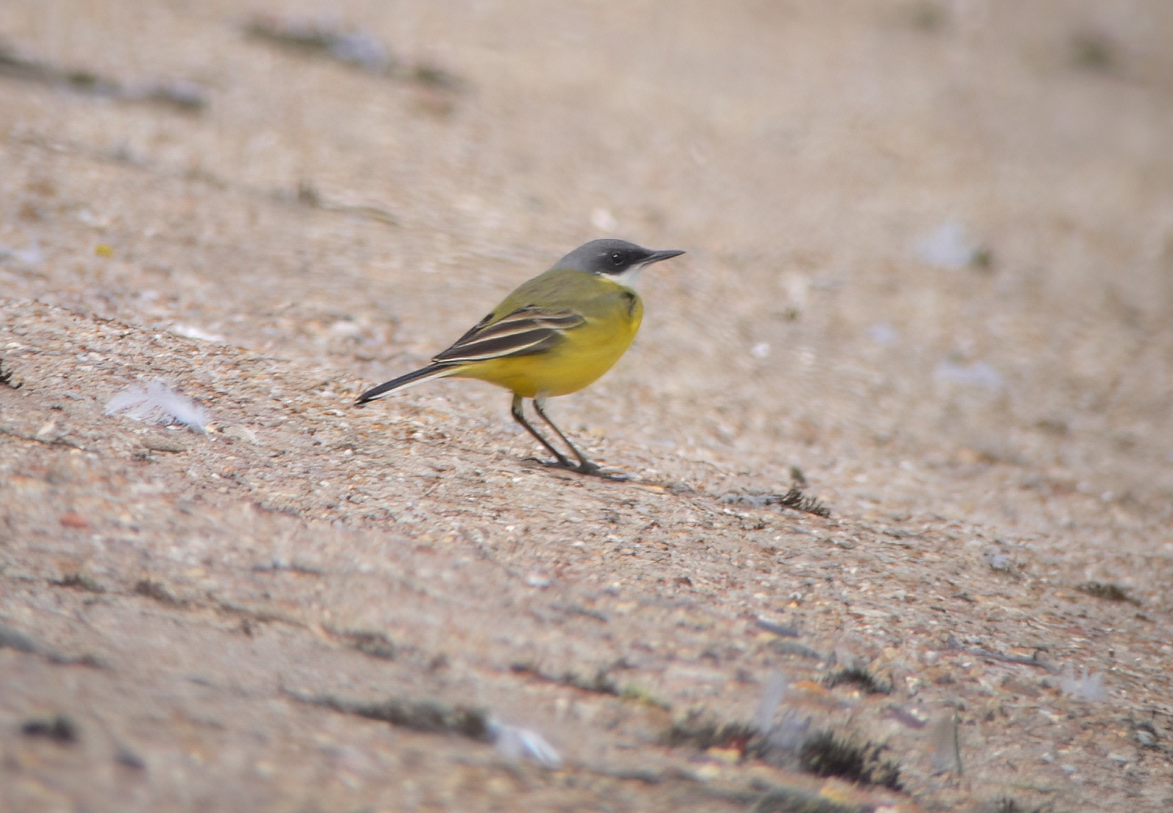 AshyHeadedWagtail3 130406 CovenhamRes RussHayes topaz denoise