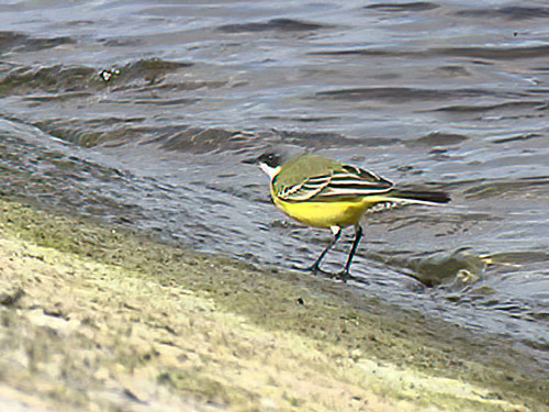 AshyHeadedWagtail 130406 CovenhamRes RoyHarvey SharpenAI Motion