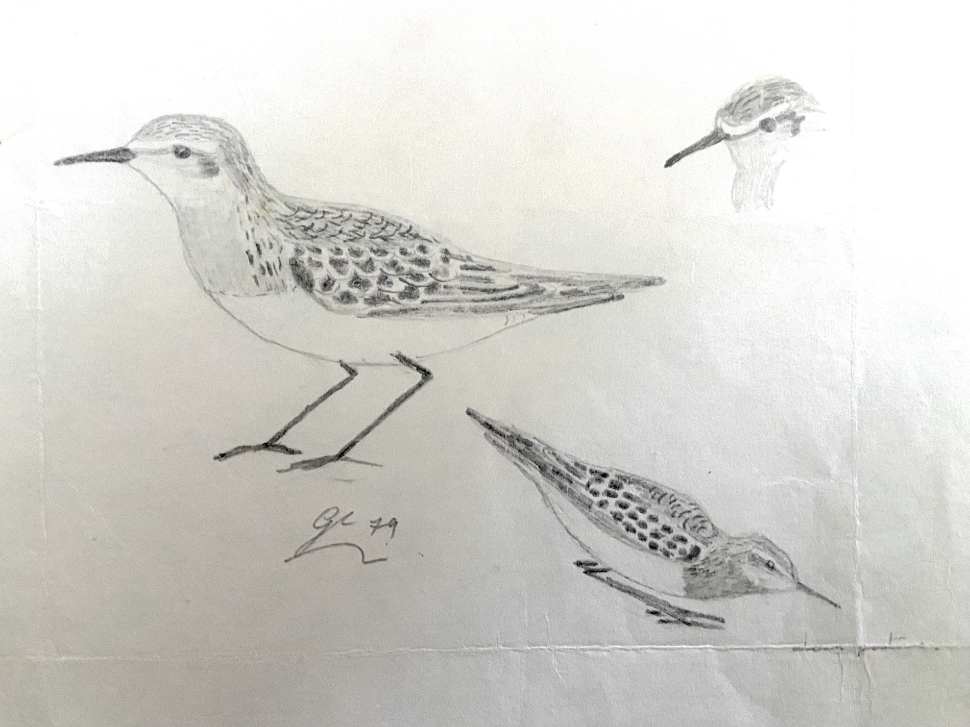 BairdsSandpiper 190979 NKillingholme GPCatley