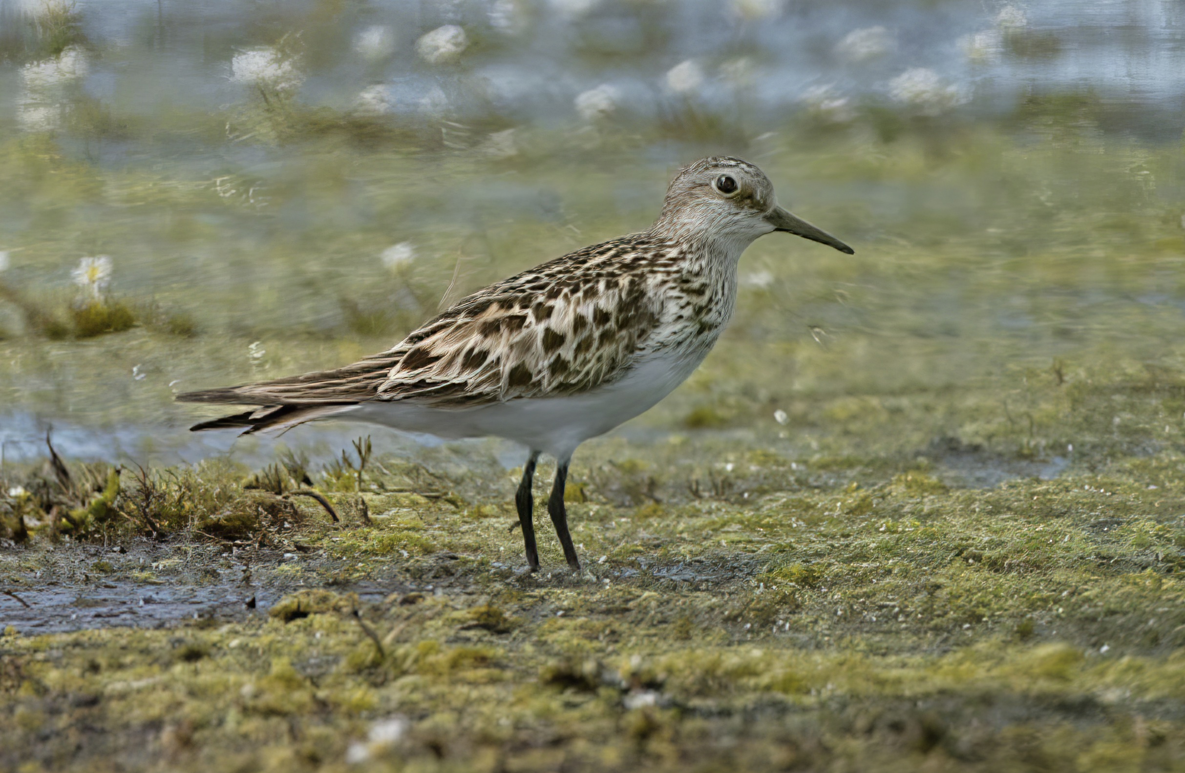 BairdsSandpiper 210622 Alkborough GPC topaz enhance